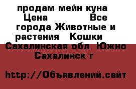 продам мейн куна › Цена ­ 15 000 - Все города Животные и растения » Кошки   . Сахалинская обл.,Южно-Сахалинск г.